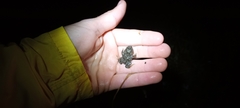 Cacosternum capense