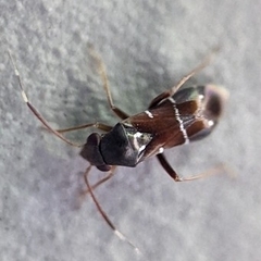 Pilophorus