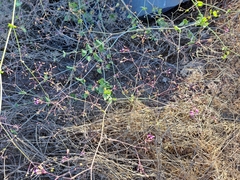 Commicarpus tuberosus