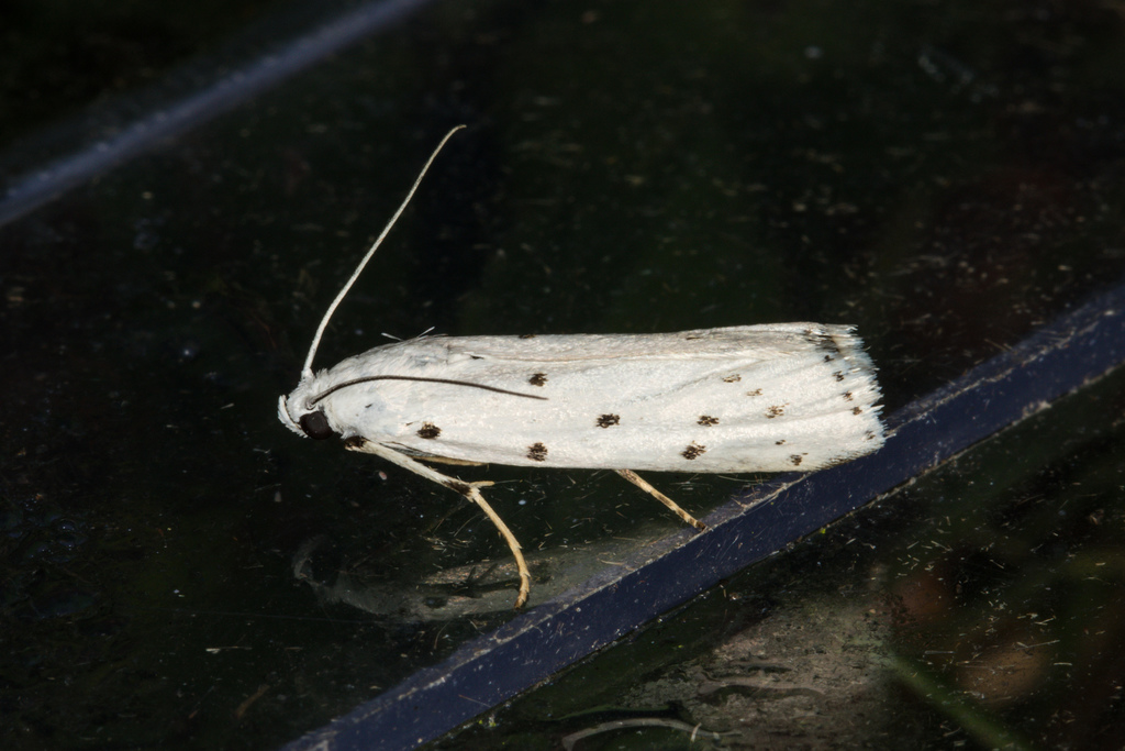 Thistle Ermine