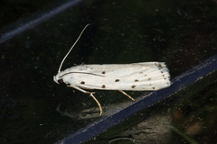 Myelois circumvoluta
