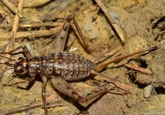 Gryllomorpha longicauda