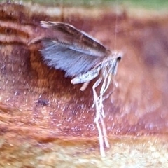 Cameraria ohridella