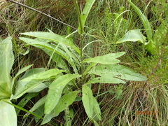 Senecio inornatus