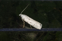 Myelois circumvoluta