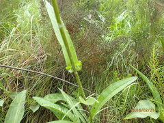 Senecio inornatus