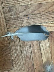 Columba livia domestica