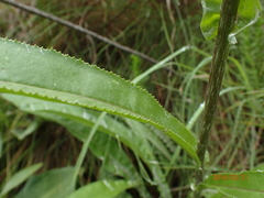 Senecio inornatus