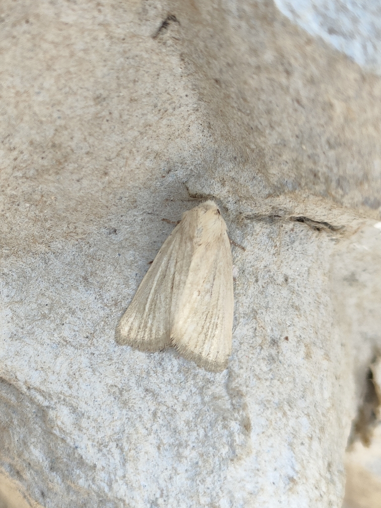 Photedes dulcis