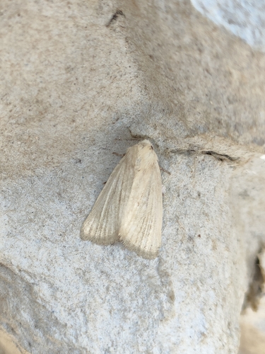 Photedes dulcis