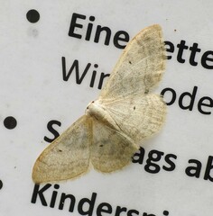 Idaea deversaria