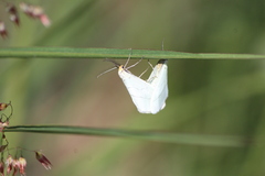 Leuculodes lacteolaria