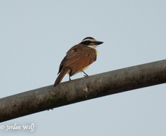 Pitangus sulphuratus