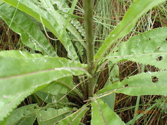 Senecio inornatus