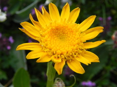 Senecio doronicum