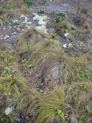 Festuca coxii