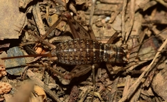 Gryllomorpha longicauda