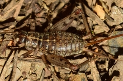 Gryllomorpha longicauda