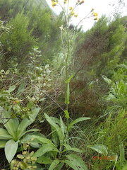 Senecio inornatus