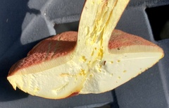 Boletus carminiporus