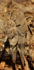 Oedipoda charpentieri