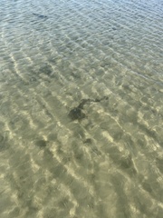 Ginglymostoma cirratum