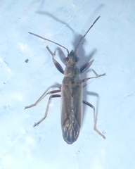 Paromius longulus