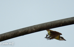 Pitangus sulphuratus