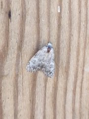 Meganola strigula