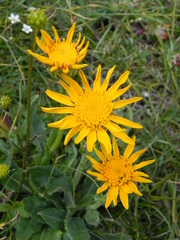 Senecio doronicum