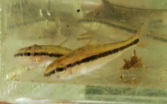 Erimyzon claviformis
