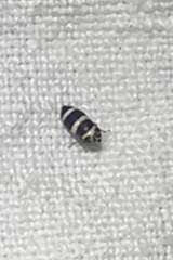 Planaphrodes trifasciata