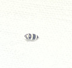 Planaphrodes trifasciata