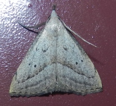 Macrochilo hypocritalis