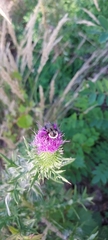 Bombus impatiens