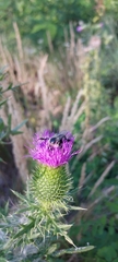 Bombus impatiens
