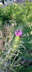 Bombus impatiens