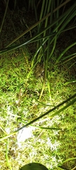Cacosternum capense