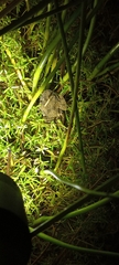 Cacosternum capense