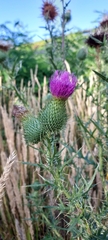 Cirsium