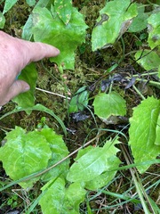 Platanthera obtusata