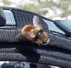 Cephenemyia stimulator