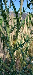 Orthoptera