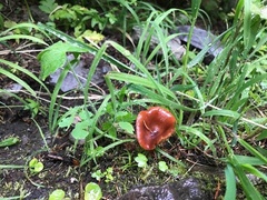 Cortinarius smithii