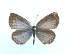 Cupido comyntas texana