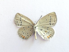 Cupido comyntas texana