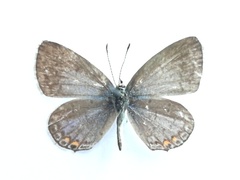 Cupido comyntas texana