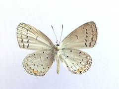 Cupido comyntas texana