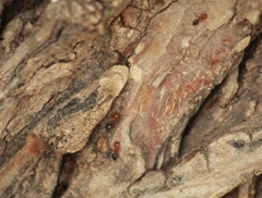 Crematogaster laeviuscula