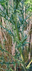 Orthoptera